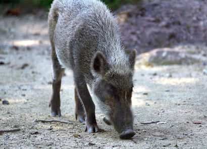 動物図鑑・二ホンイノシシ